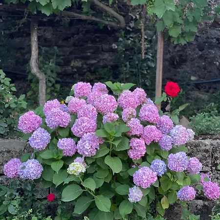 Bed & Breakfast Elsa's